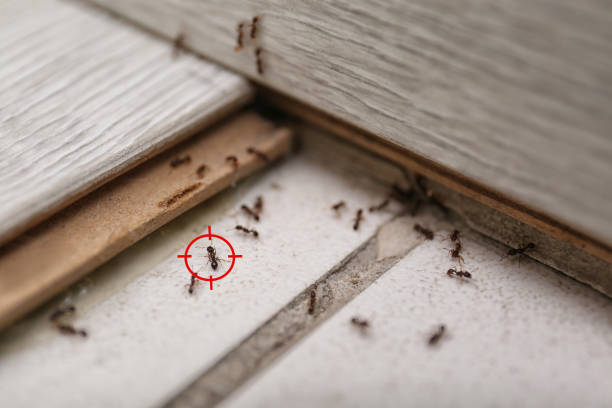 Pest Prevention Services in Mineral Springs, NC