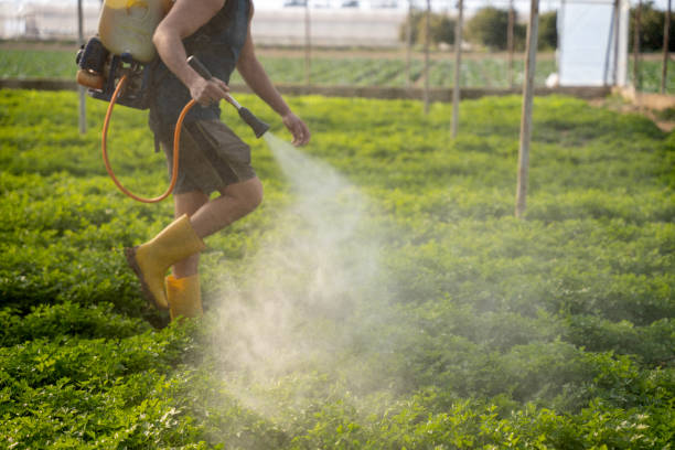 Best Ant Control Services  in Mineral Springs, NC