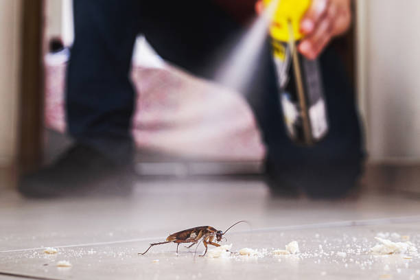 Best Bed Bug Extermination  in Mineral Springs, NC